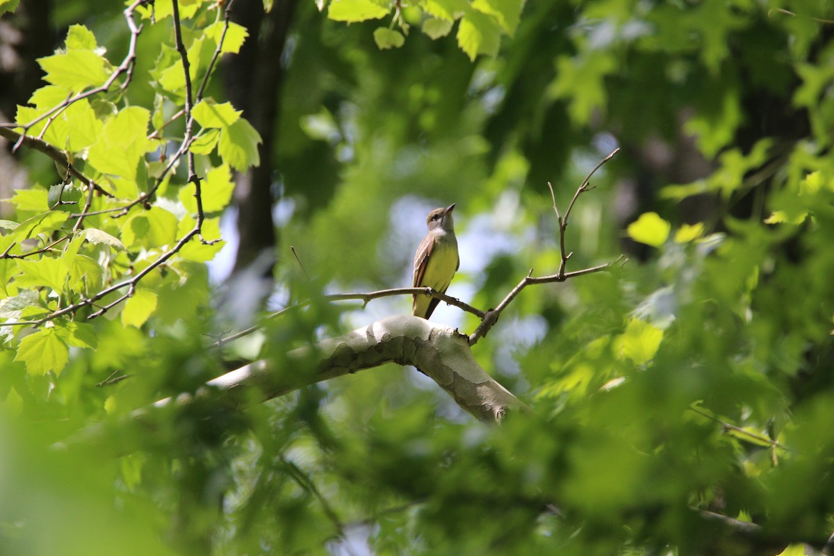 Great Crested Flycatcher - ML630181664