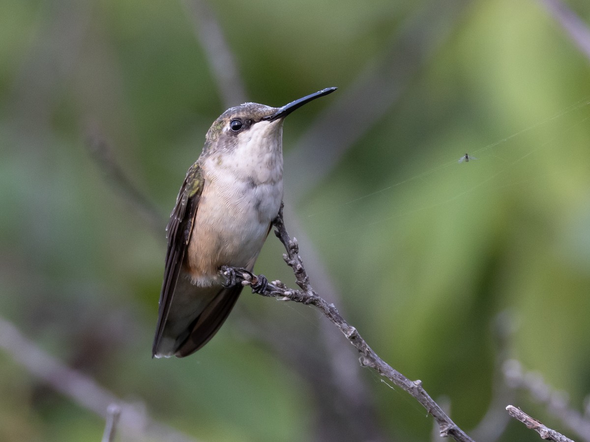 Ruby-throated Hummingbird - ML630181916