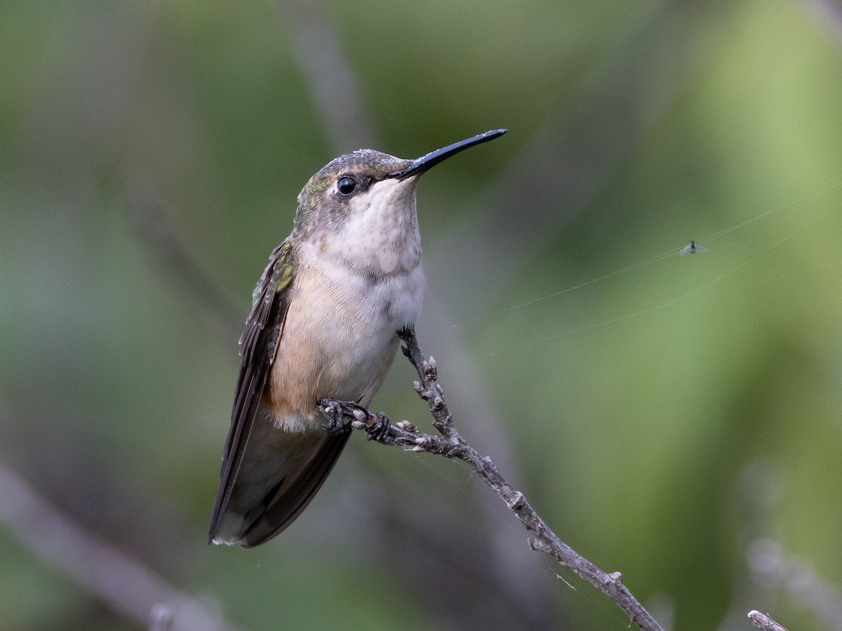 Ruby-throated Hummingbird - ML630181917