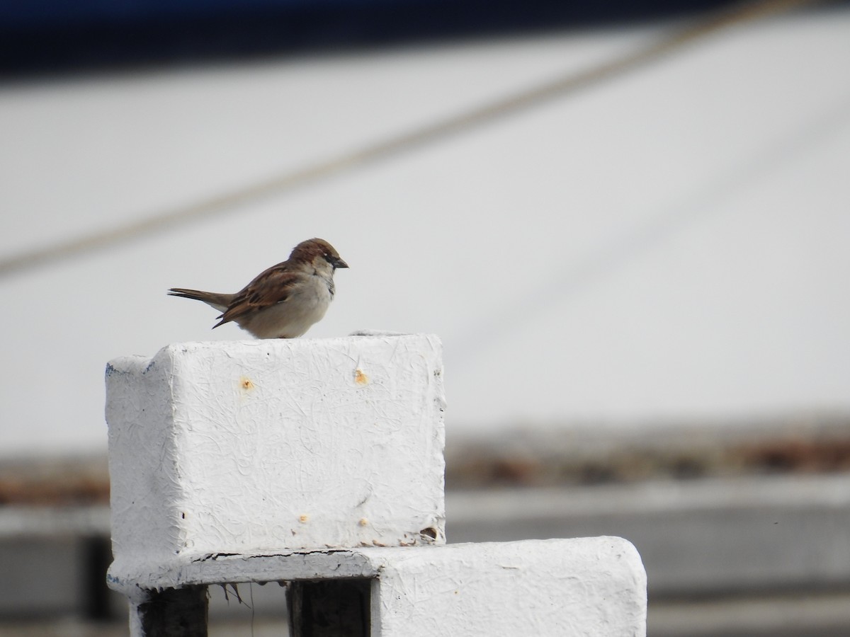 Оронгийн бор шувуу - ML630181918