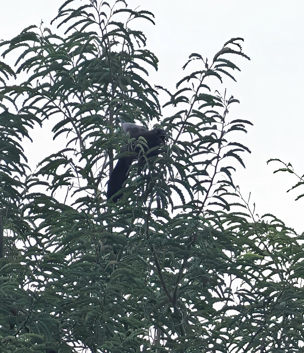 Flores Crow - ML630181939