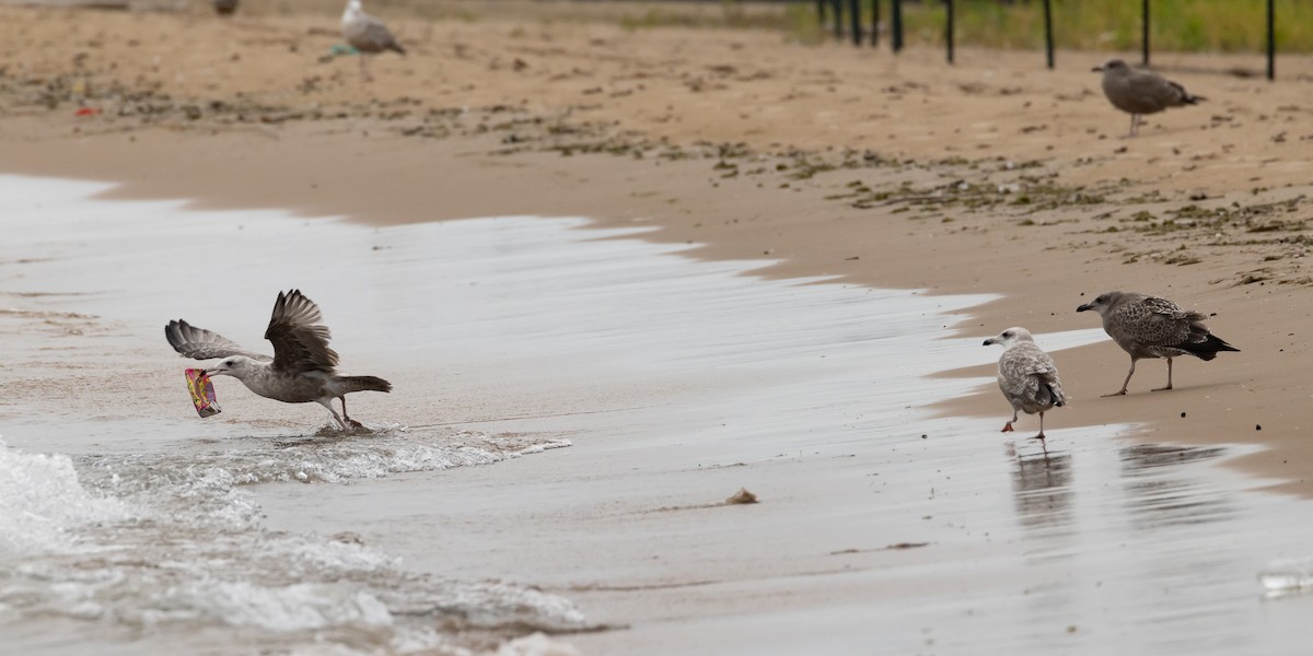 American Herring Gull - ML630181941