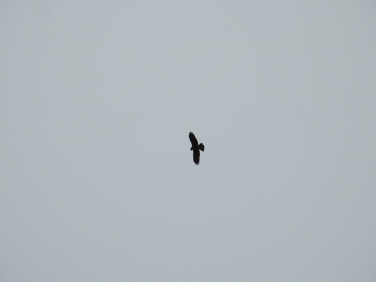 Бахим бүргэд - ML630181949