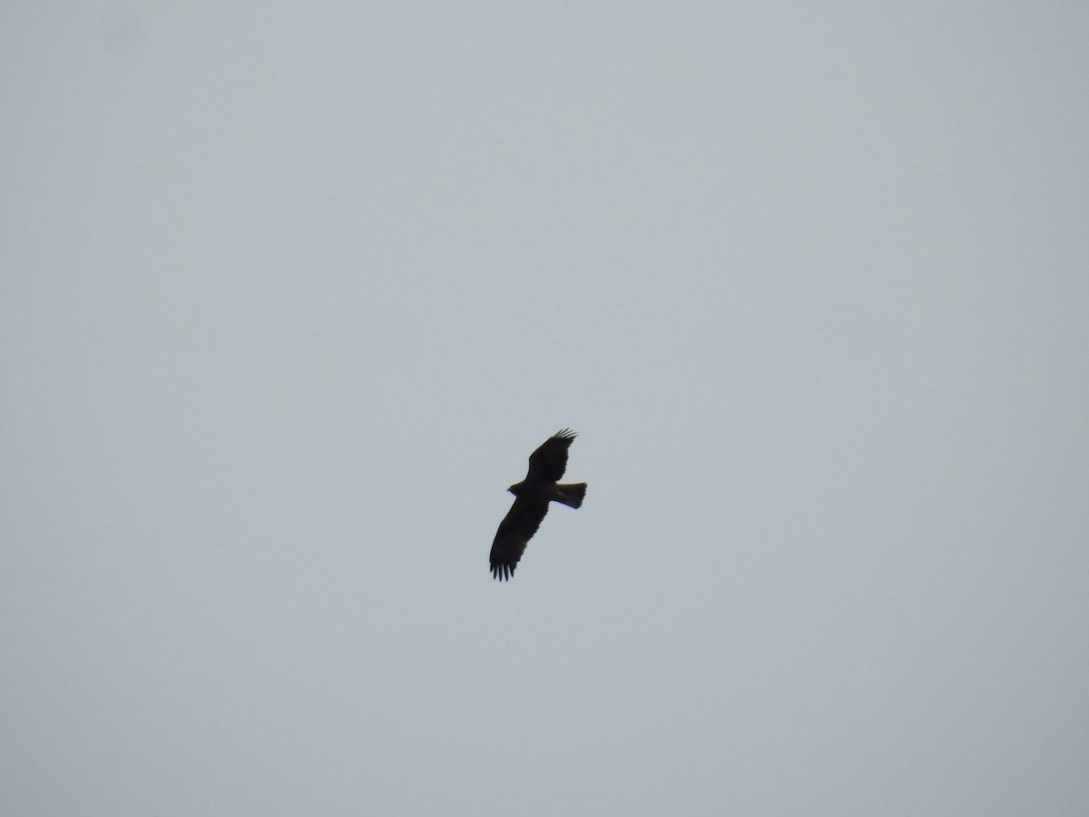 Бахим бүргэд - ML630181951