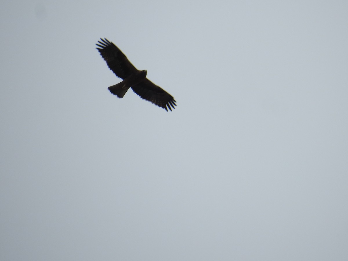 Бахим бүргэд - ML630181954