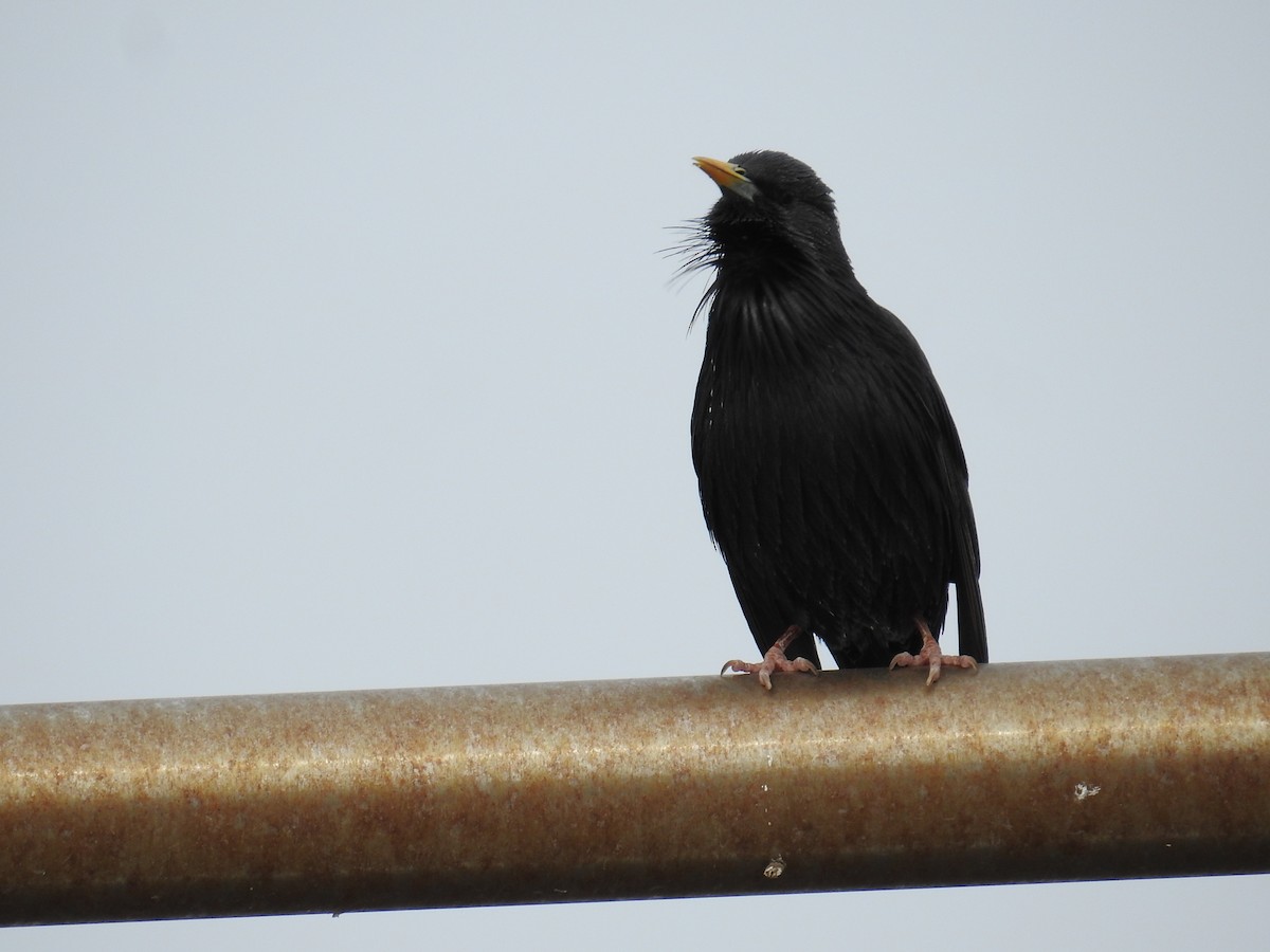 Spotless Starling - ML630181973
