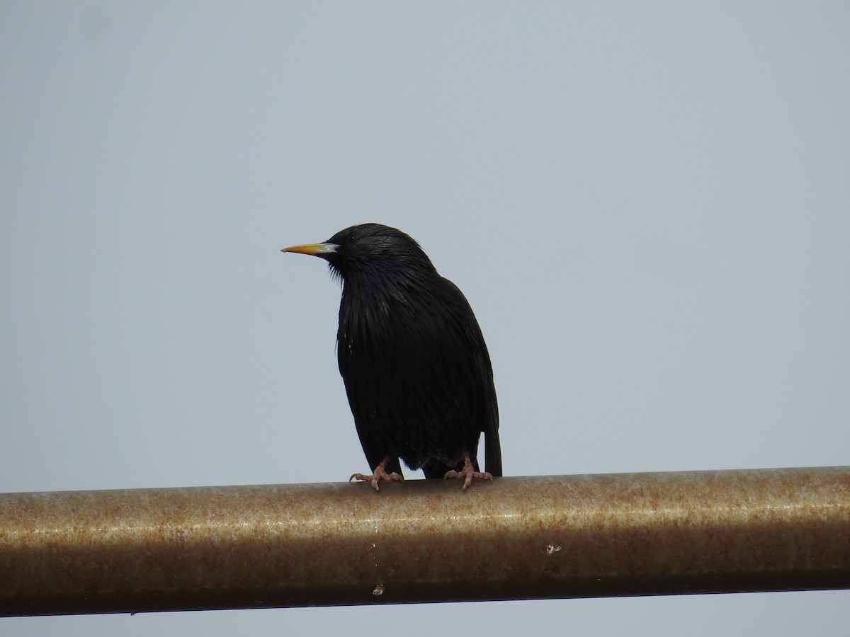 Spotless Starling - ML630181975