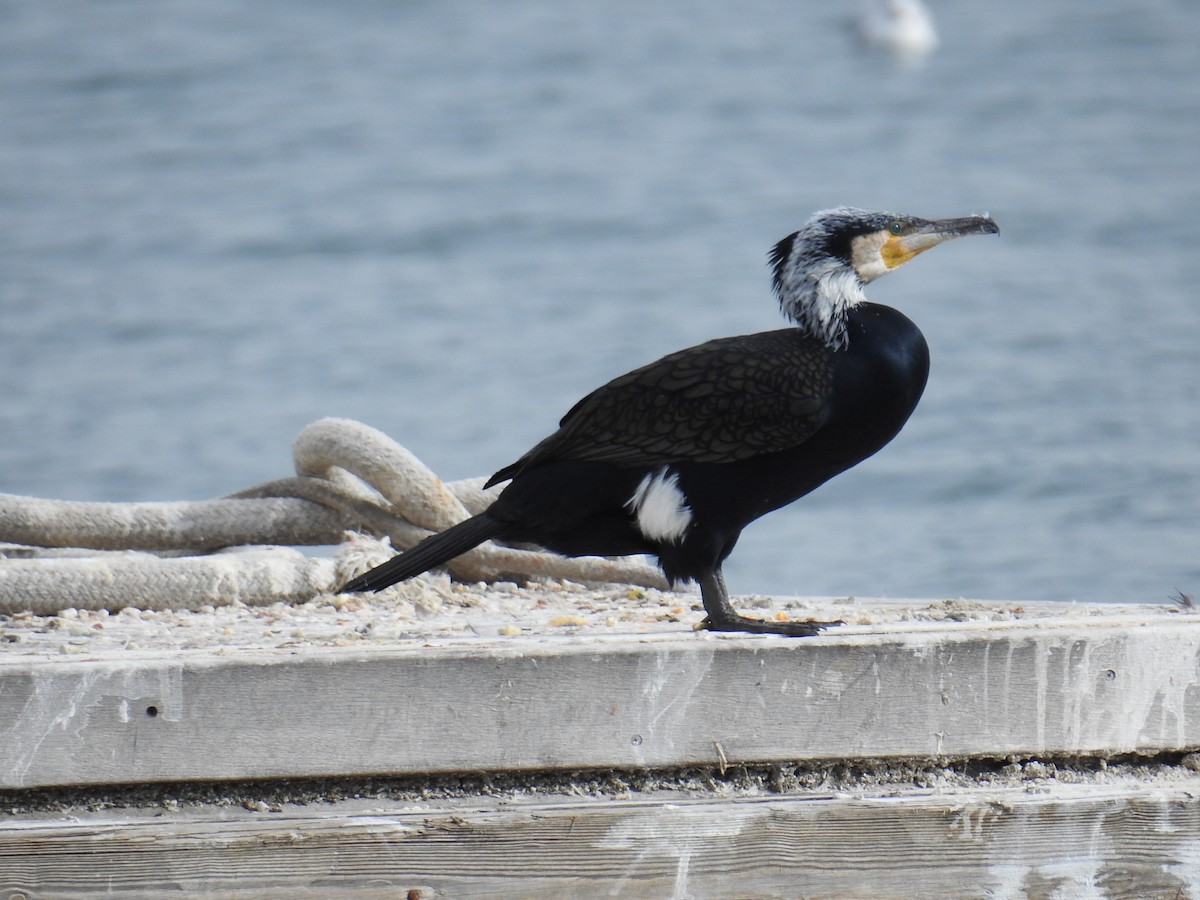 Тураг гогой - ML630181992