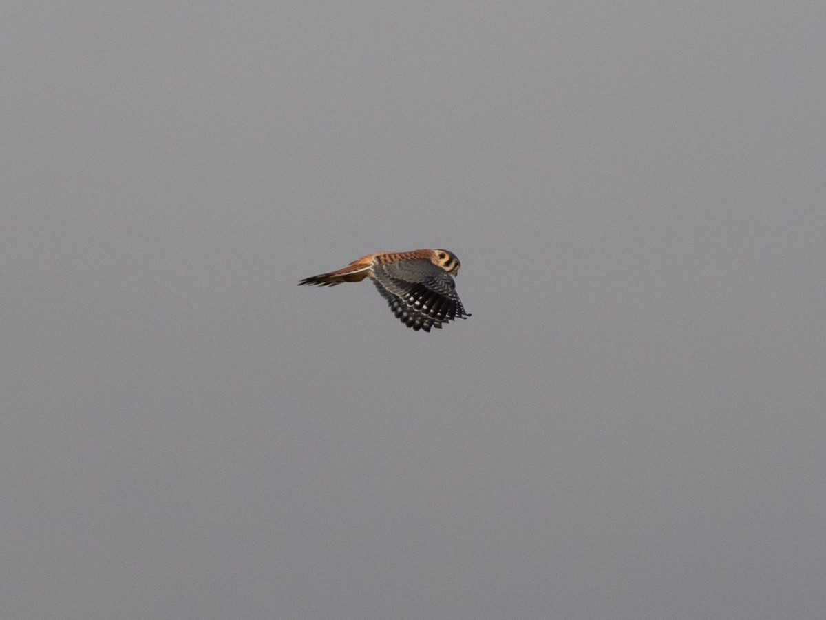 American Kestrel - ML630182013