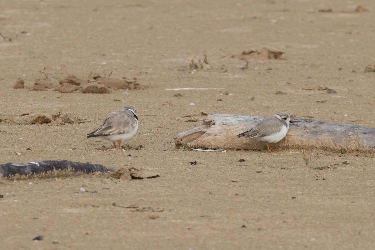 Piping Plover - ML630182025