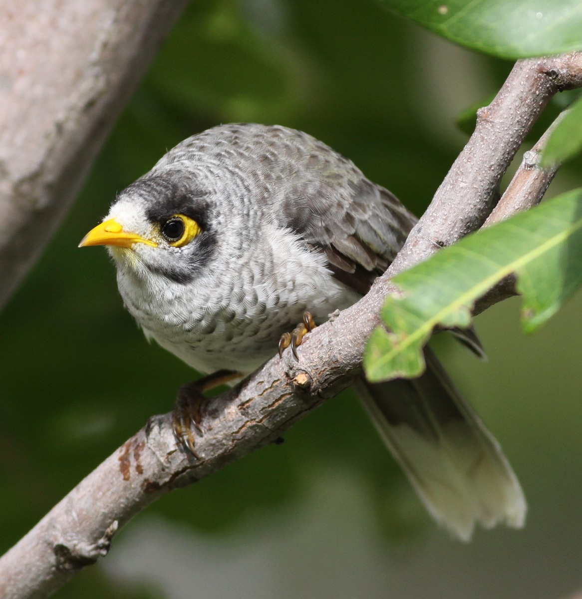 Noisy Miner - ML630182123