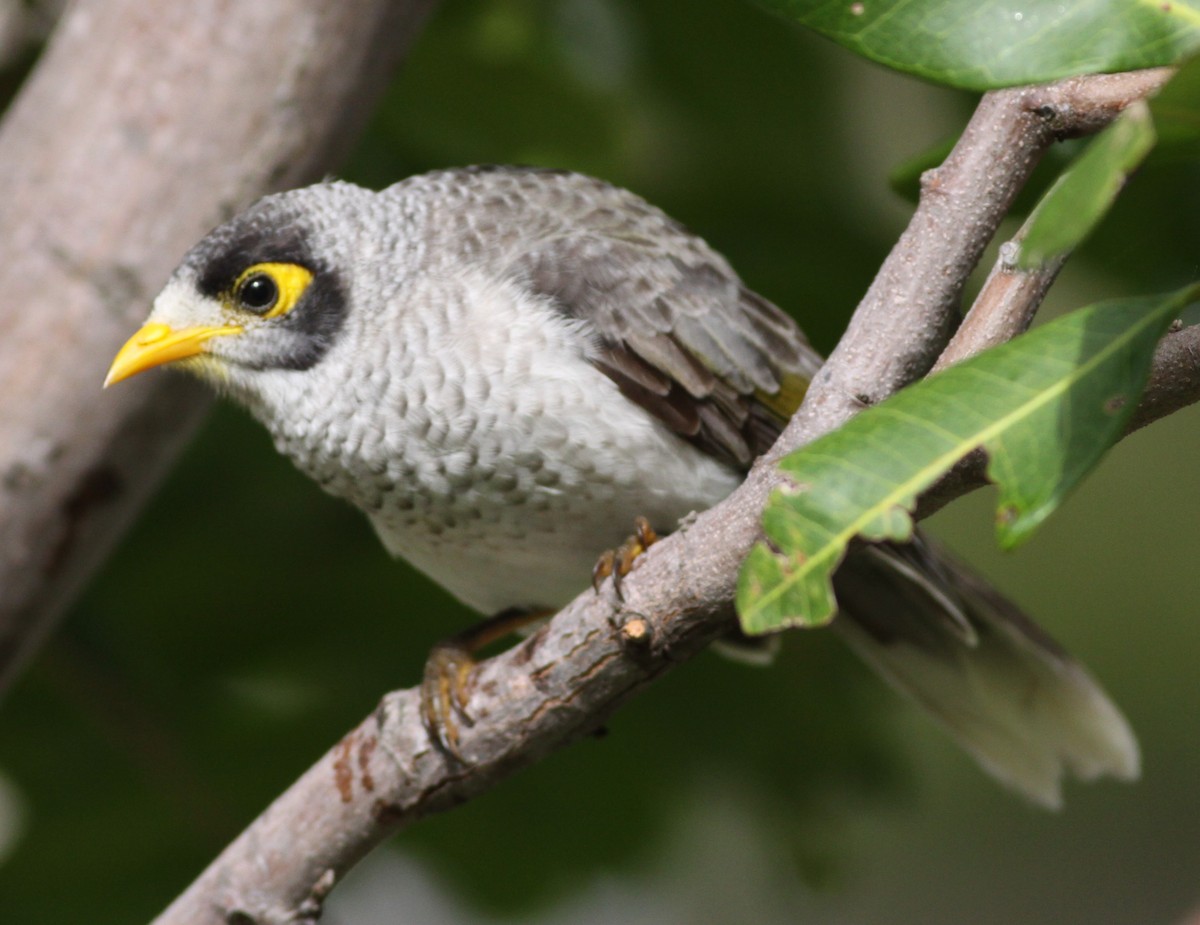 Noisy Miner - ML630182144