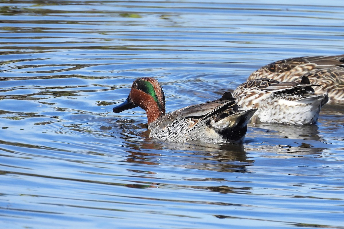Green-winged Teal - ML630182177