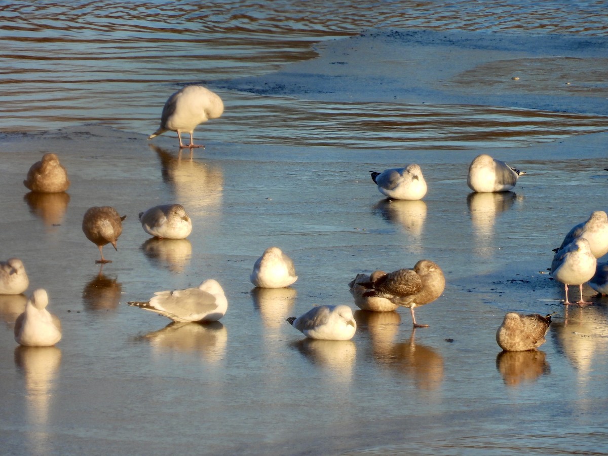 American Herring Gull - ML630182259