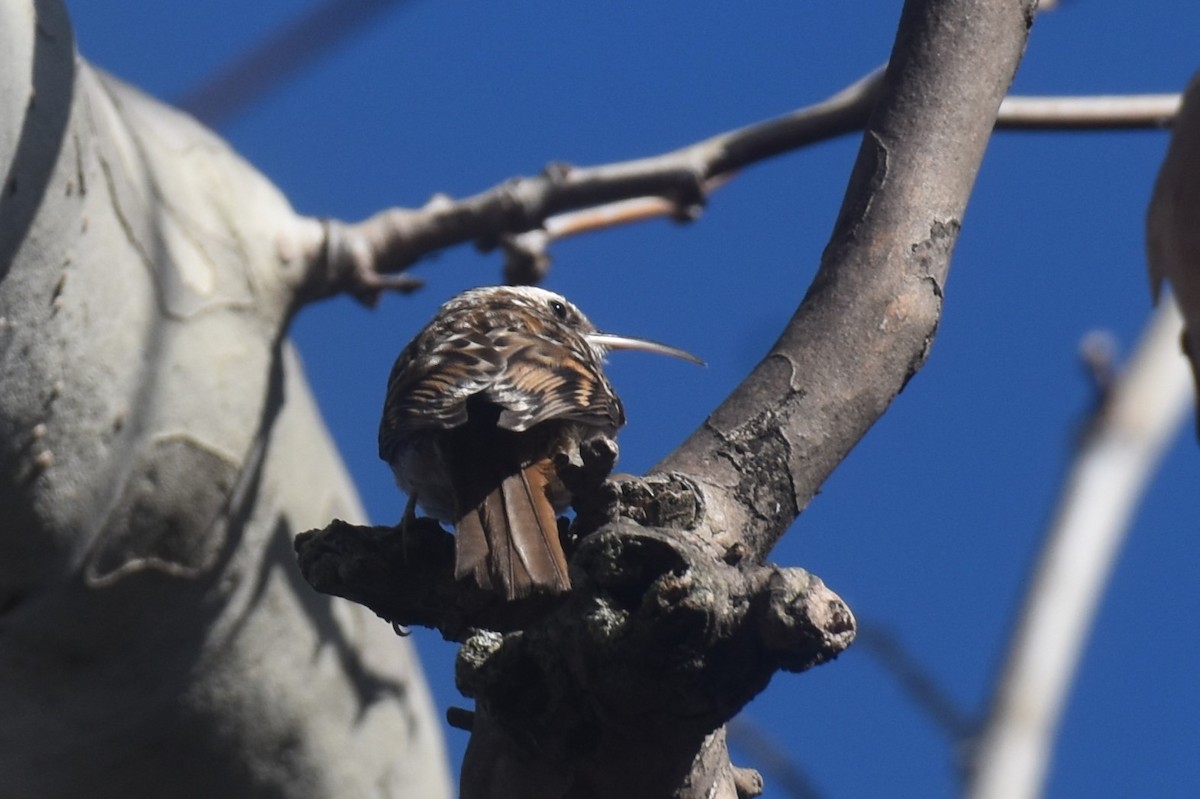 Short-toed Treecreeper - ML630182519