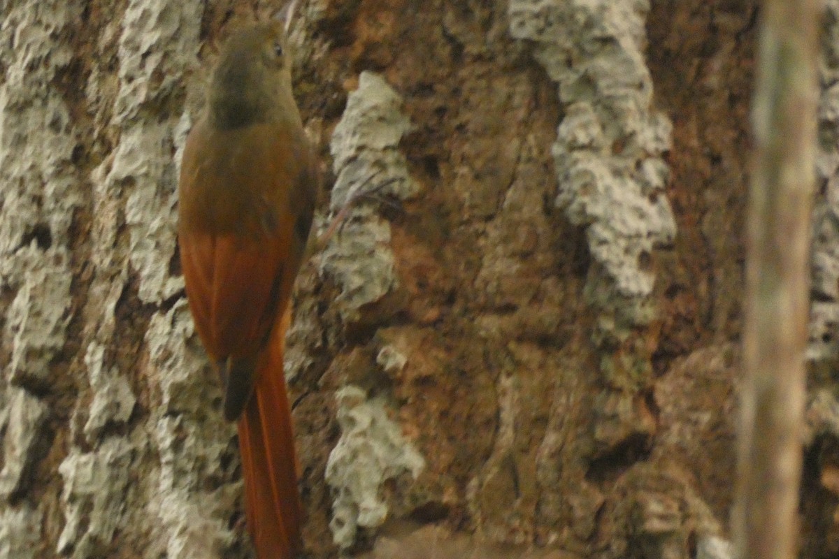 Olivaceous Woodcreeper - ML630182565