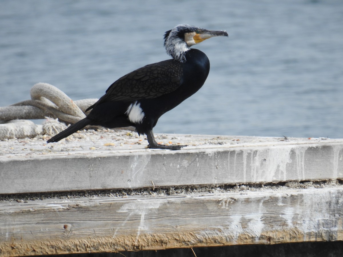 Тураг гогой - ML630182601