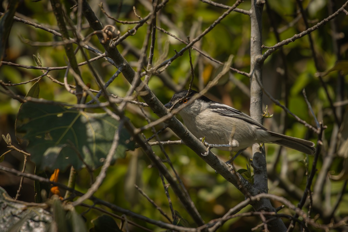 Black-backed Puffback - Antonio Rodriguez-Sinovas