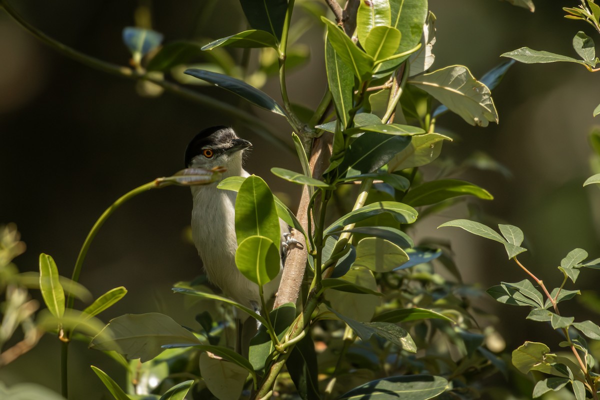 Black-backed Puffback - Antonio Rodriguez-Sinovas