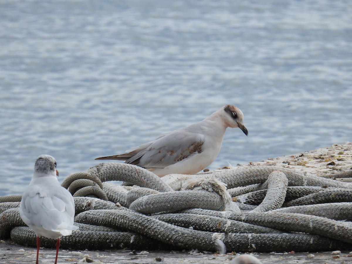 Хүрэн толгойт цахлай - ML630182651