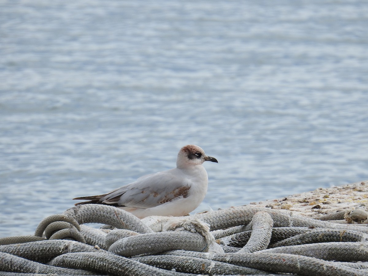 Хүрэн толгойт цахлай - ML630182652