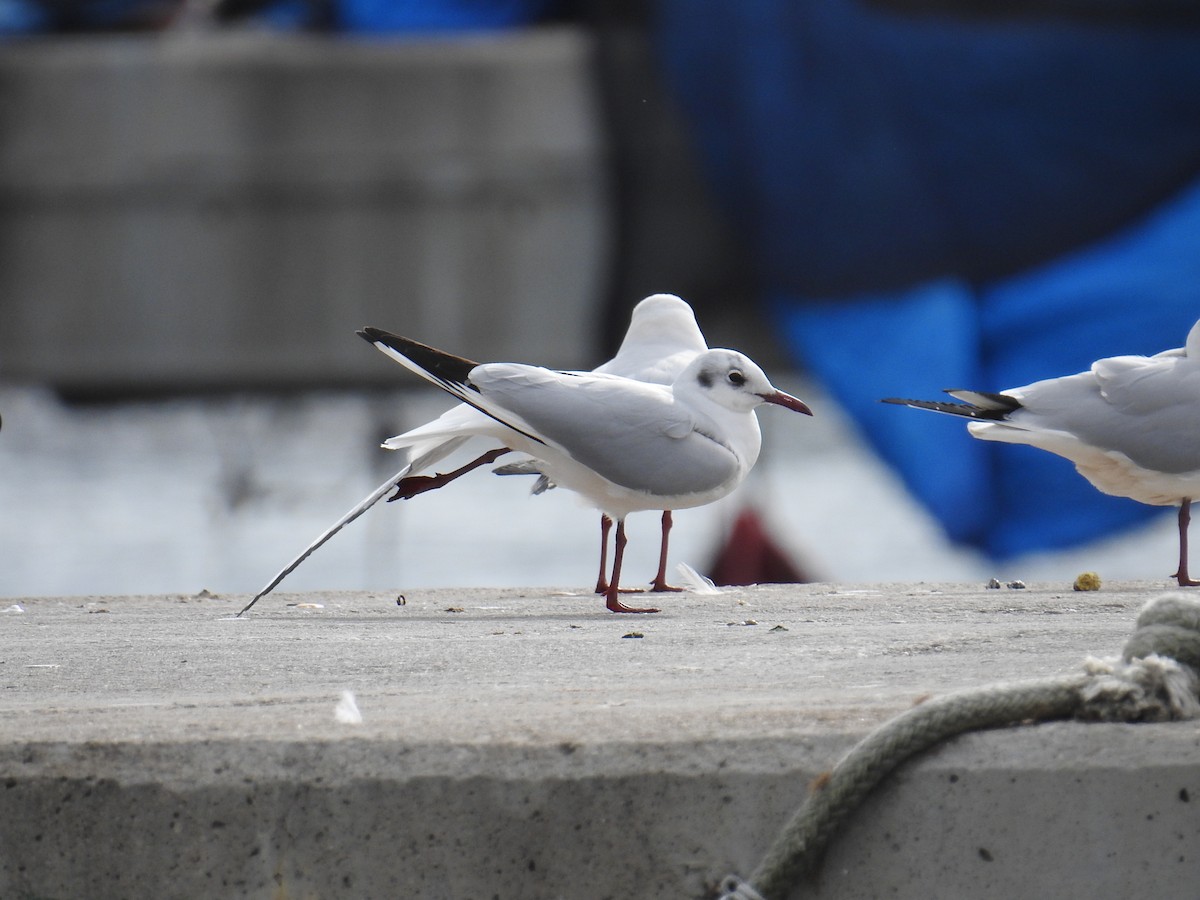 Хүрэн толгойт цахлай - ML630182653