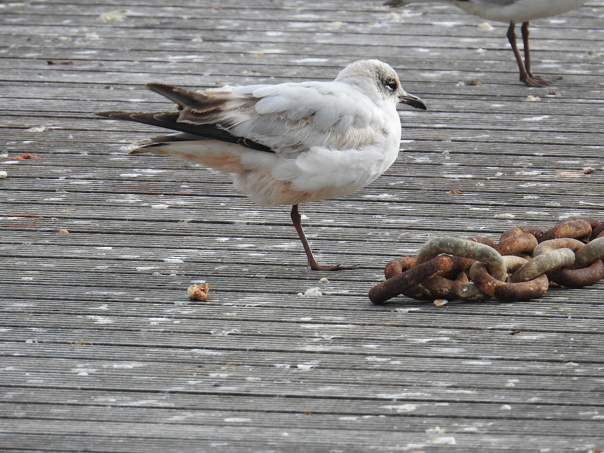 Хүрэн толгойт цахлай - ML630182654