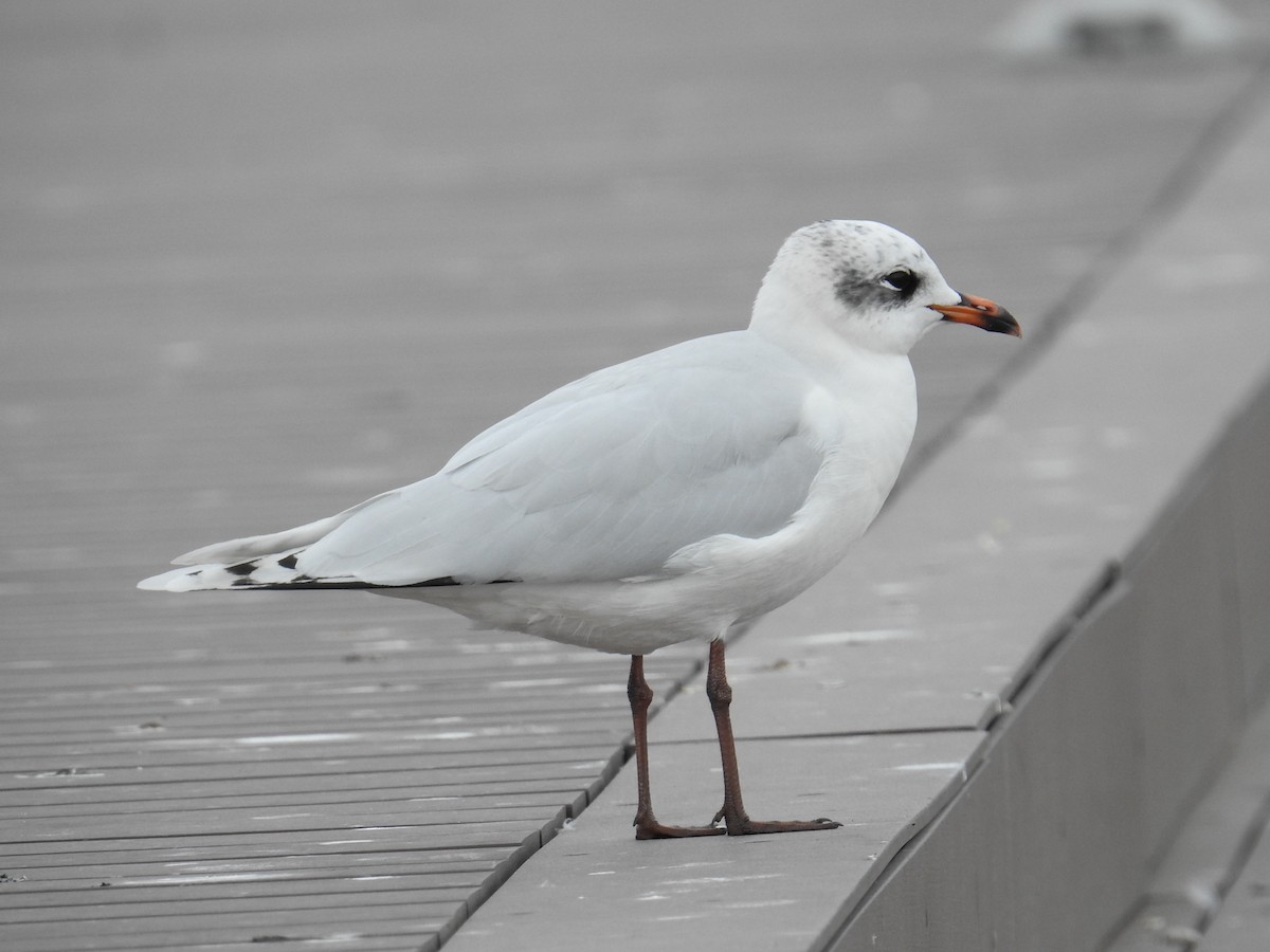 Mediterranean Gull - ML630182687