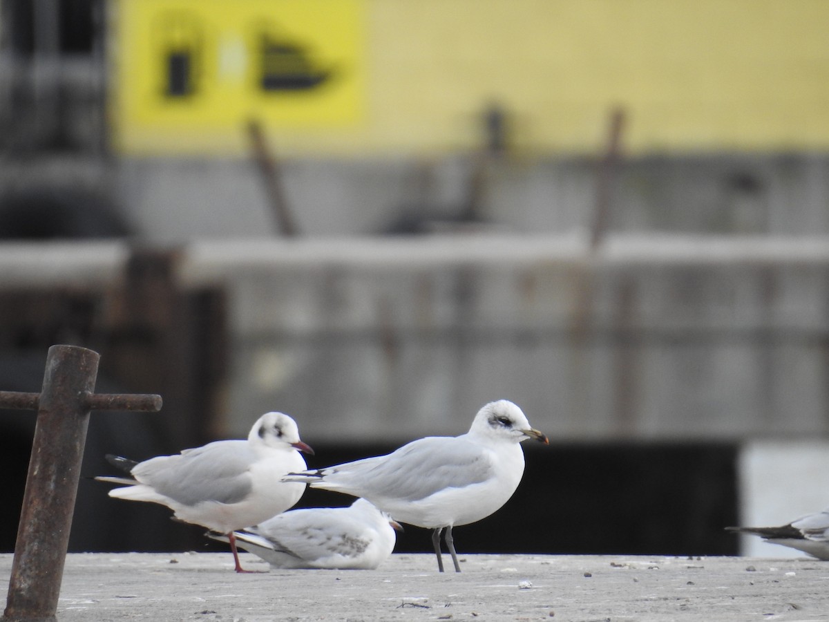 Mediterranean Gull - ML630182688