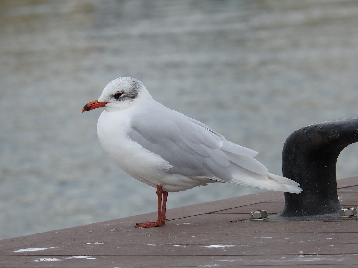 Mediterranean Gull - ML630182690