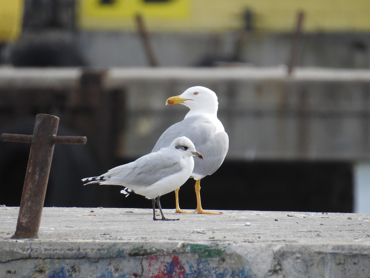 Mediterranean Gull - ML630182691