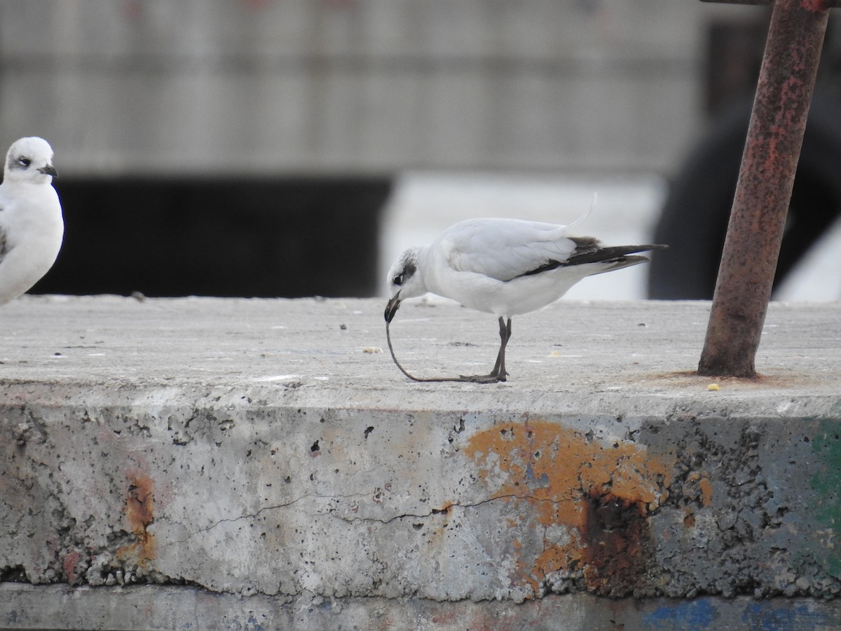 Mediterranean Gull - ML630182693