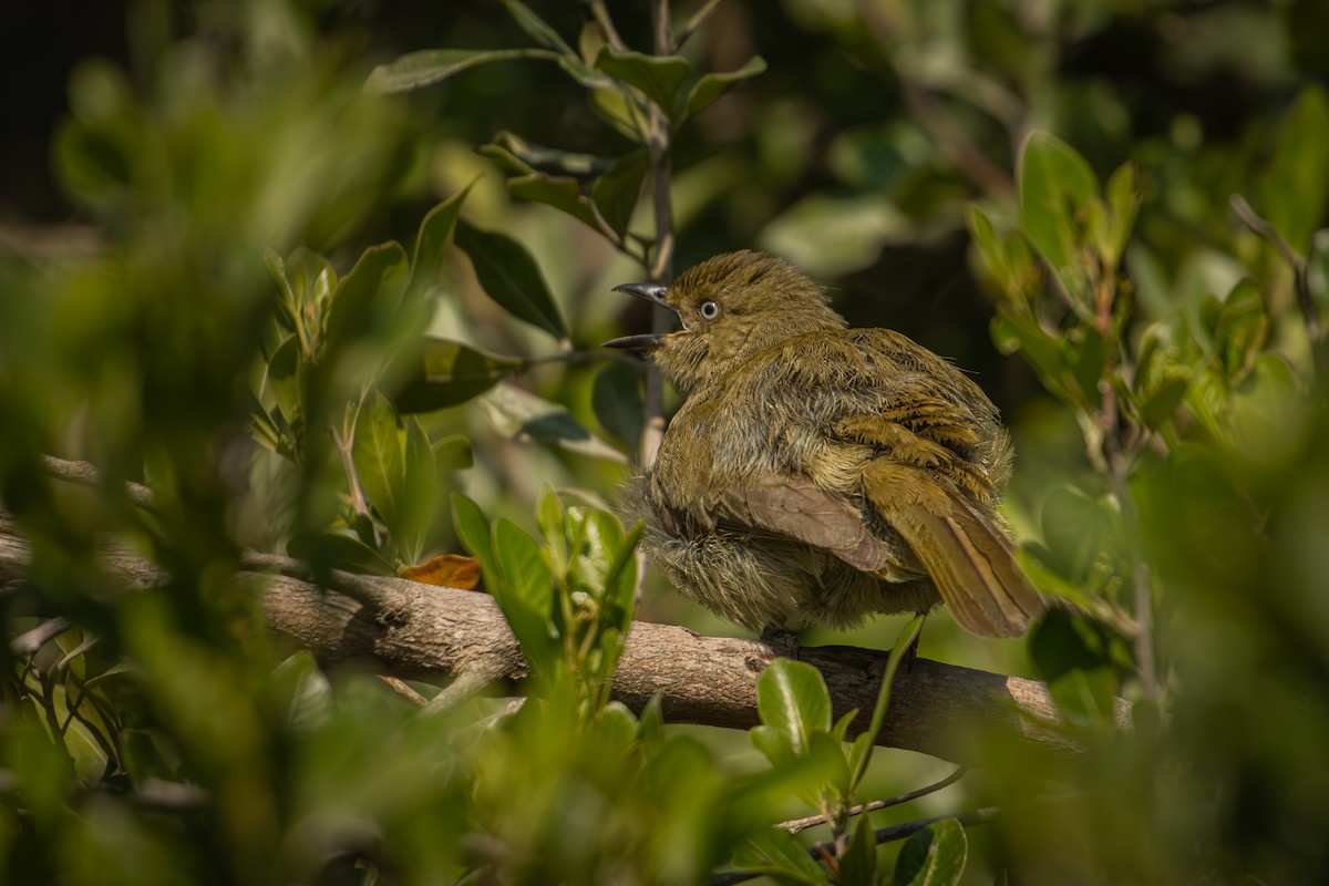 Sombre Greenbul - Antonio Rodriguez-Sinovas