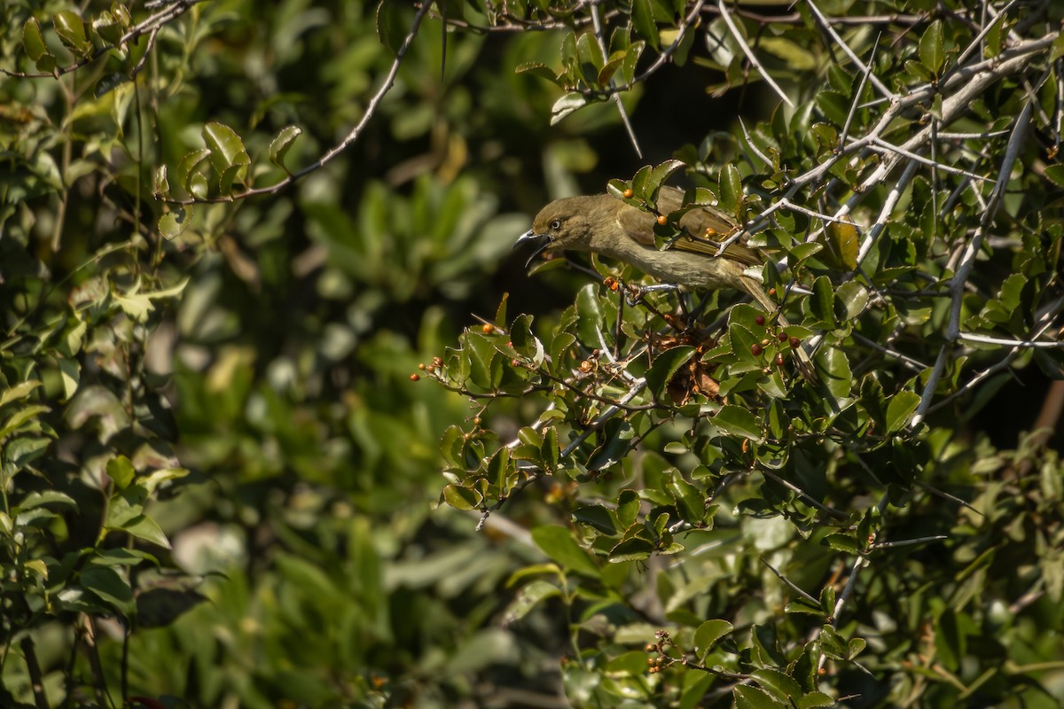 Sombre Greenbul - Antonio Rodriguez-Sinovas
