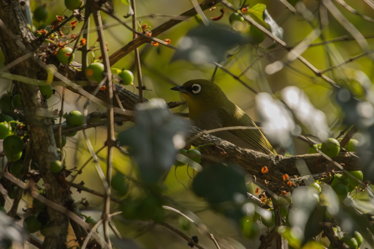Cape White-eye - Antonio Rodriguez-Sinovas