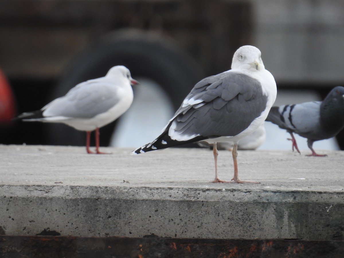 Бэсрэг цахлай - ML630182780