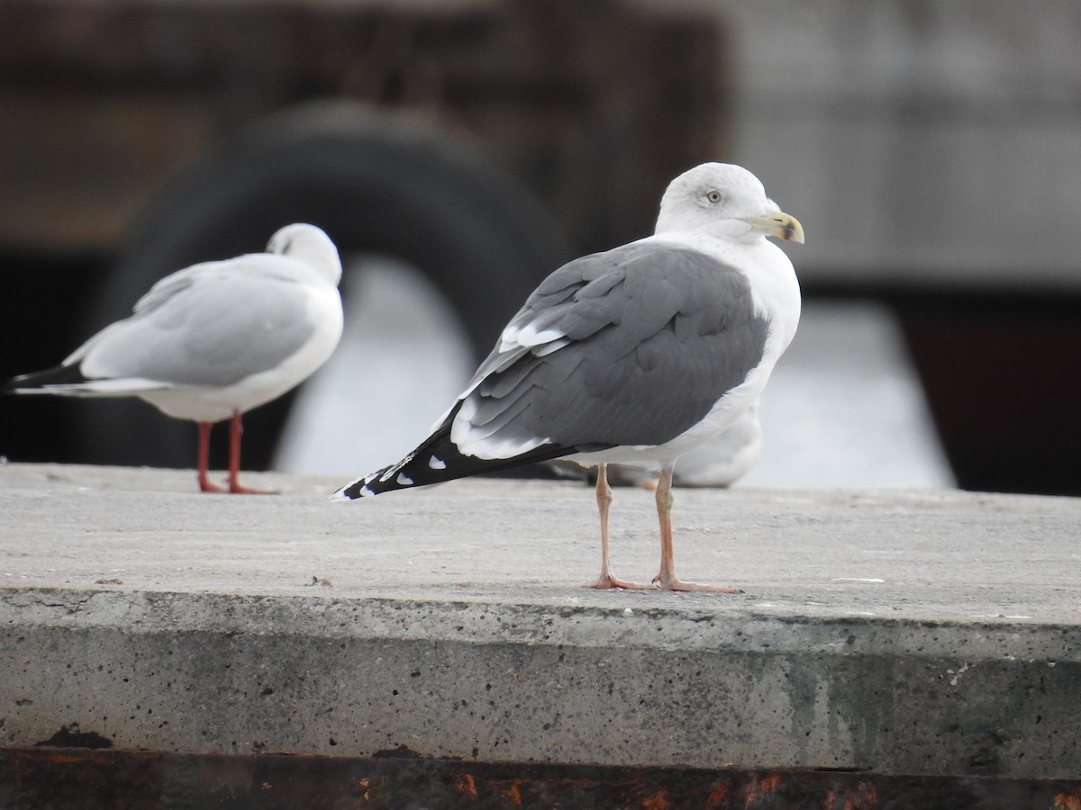 Бэсрэг цахлай - ML630182781