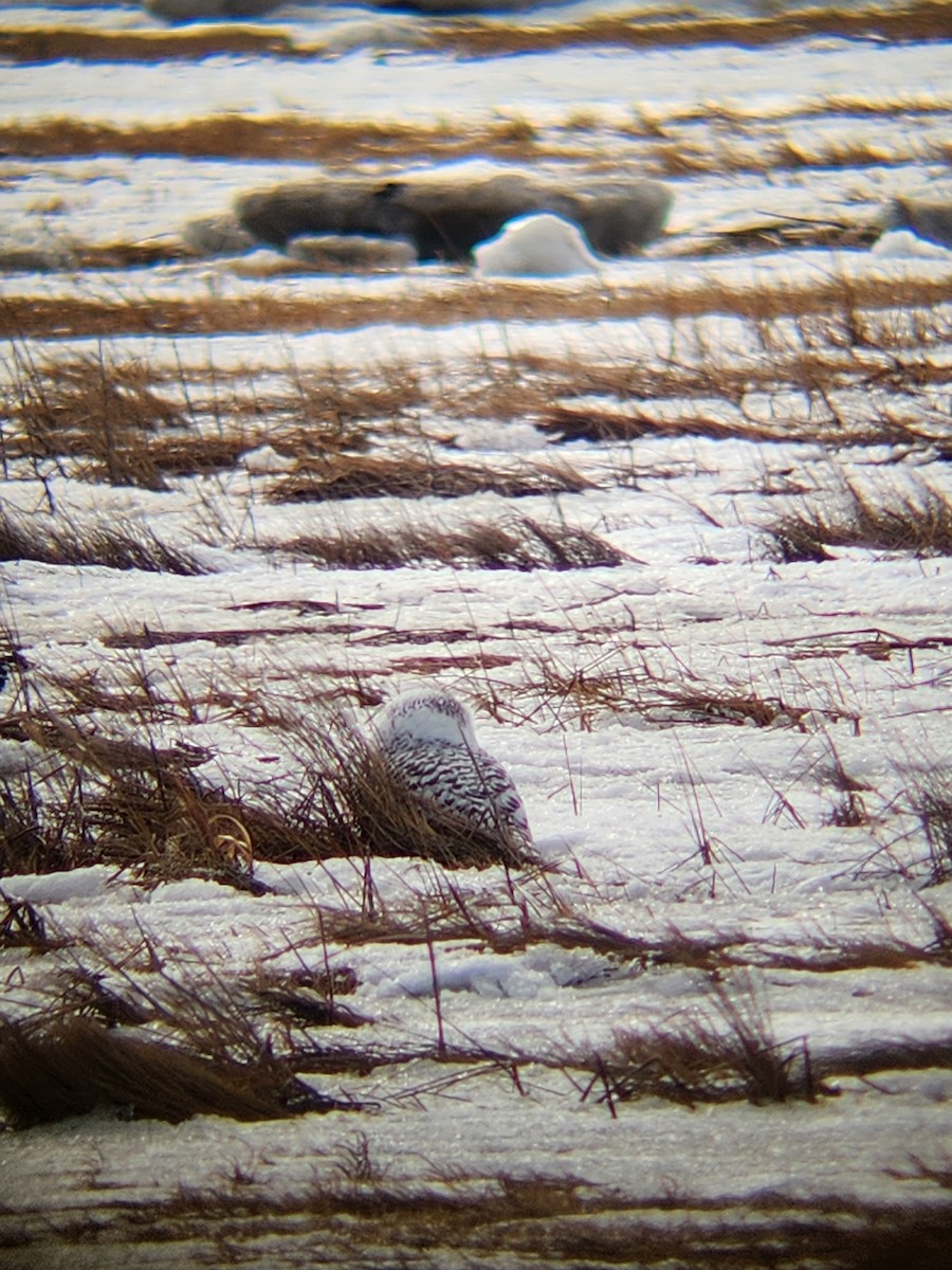 Snowy Owl - ML630182797