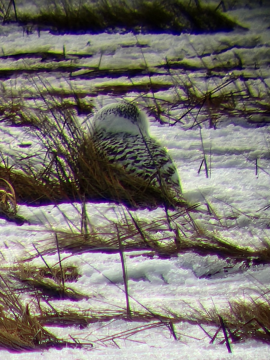 Snowy Owl - ML630182798