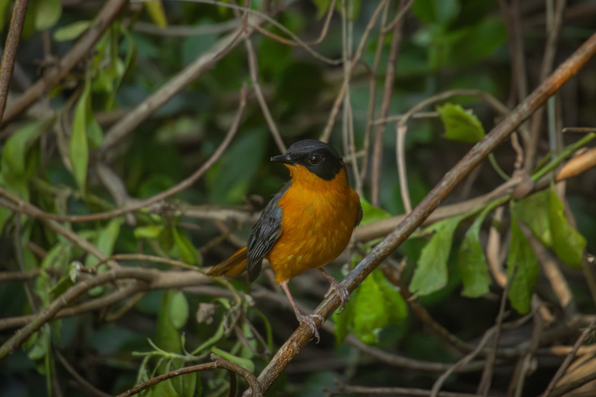 Chorister Robin-Chat - Antonio Rodriguez-Sinovas