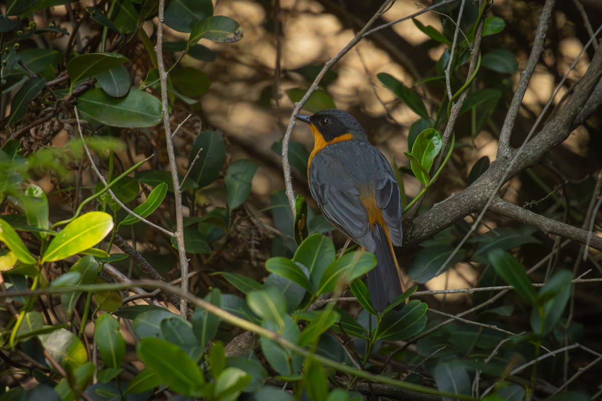 Chorister Robin-Chat - Antonio Rodriguez-Sinovas