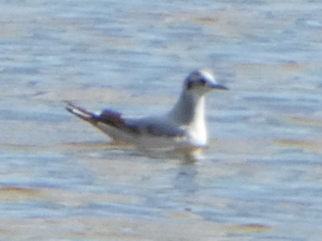 Little Gull - ML630182968