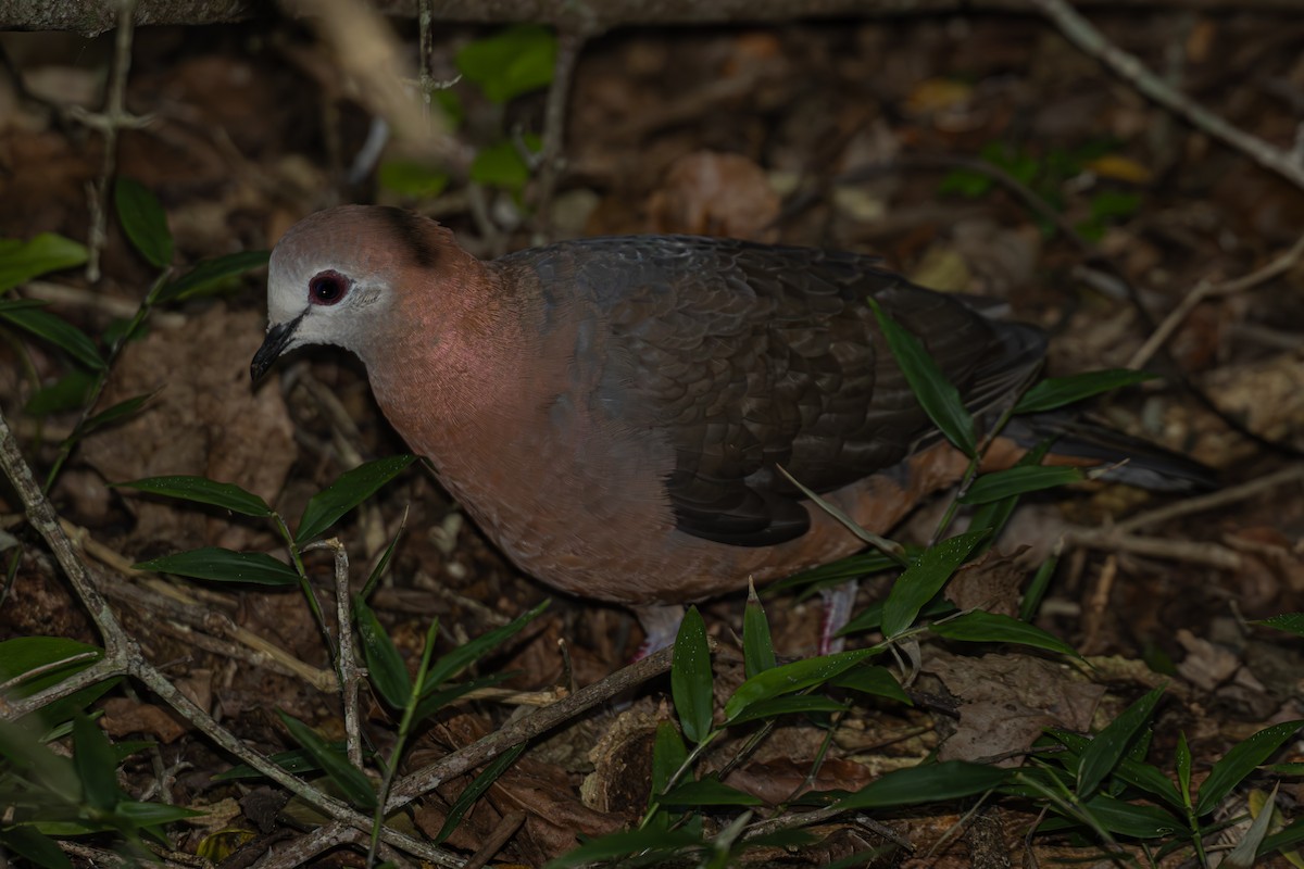 Lemon Dove - Antonio Rodriguez-Sinovas