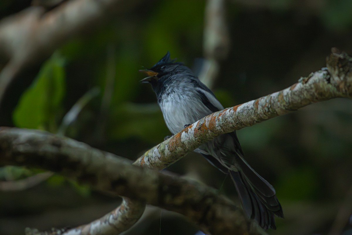 African Crested Flycatcher - Antonio Rodriguez-Sinovas
