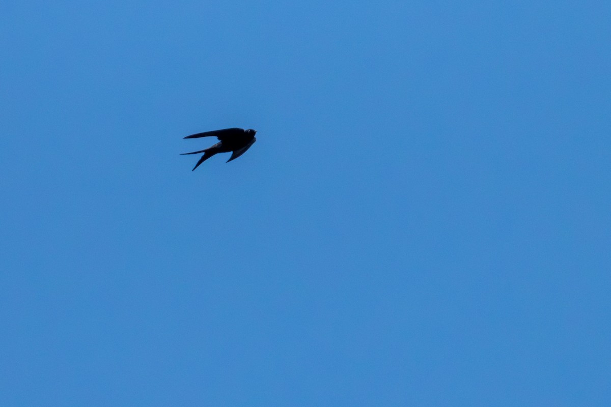 Black Sawwing - Antonio Rodriguez-Sinovas