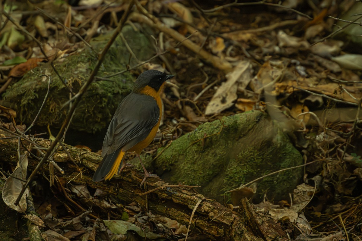 Chorister Robin-Chat - Antonio Rodriguez-Sinovas