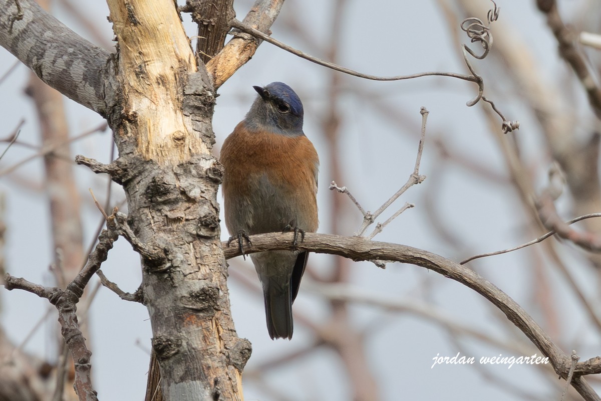 Western Bluebird - ML630183084