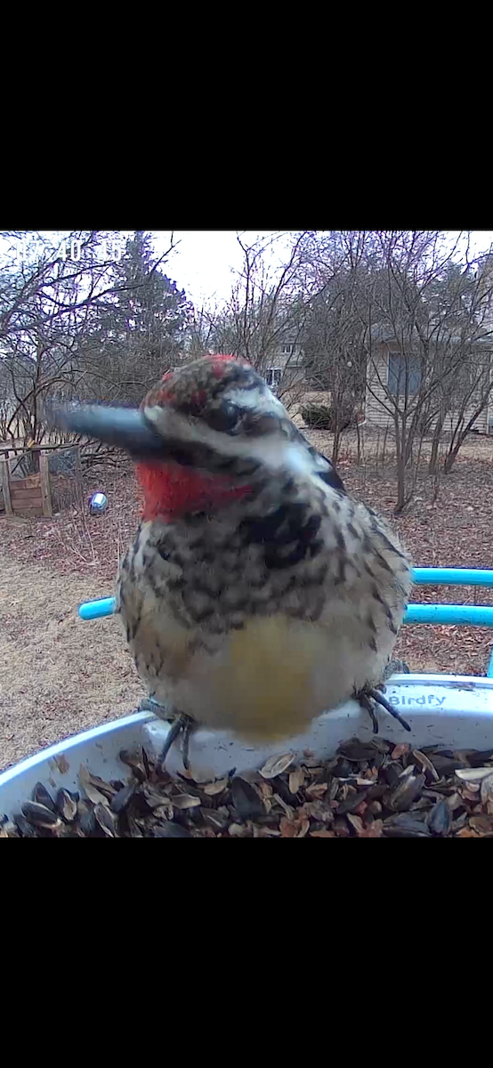 Yellow-bellied Sapsucker - ML630183086