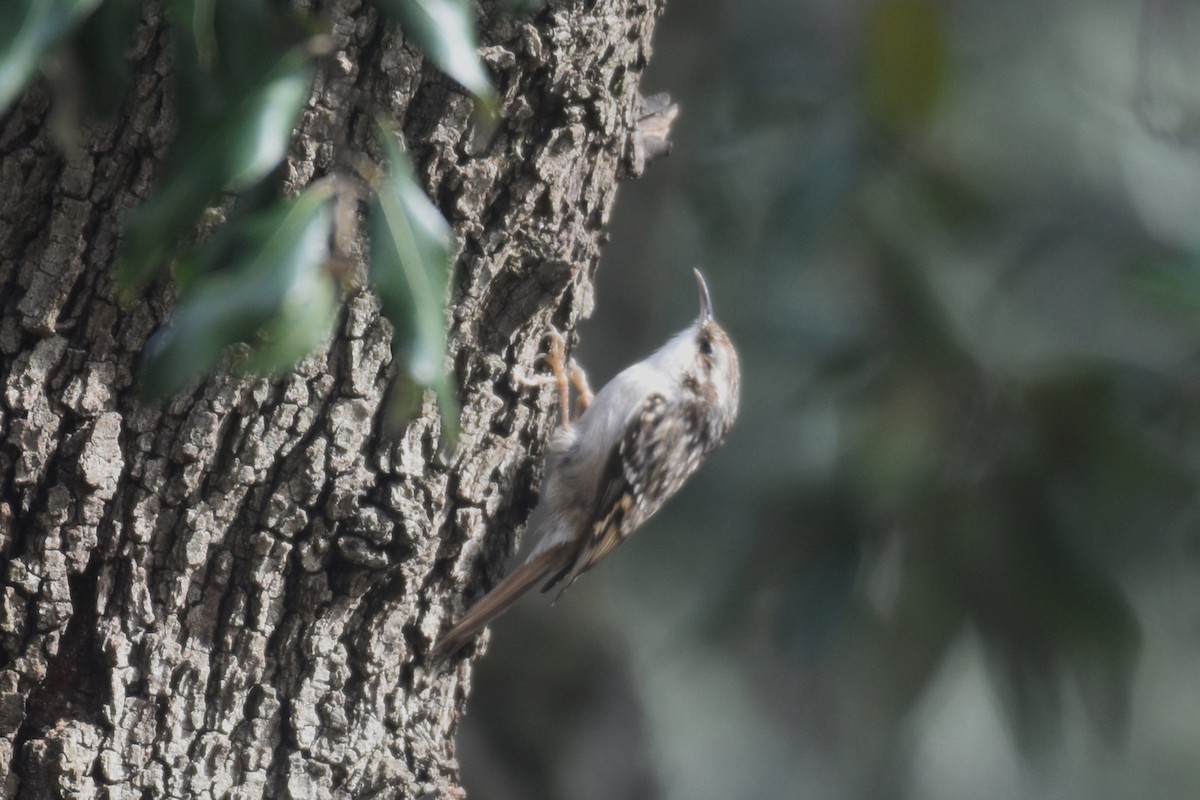 Short-toed Treecreeper - ML630183090