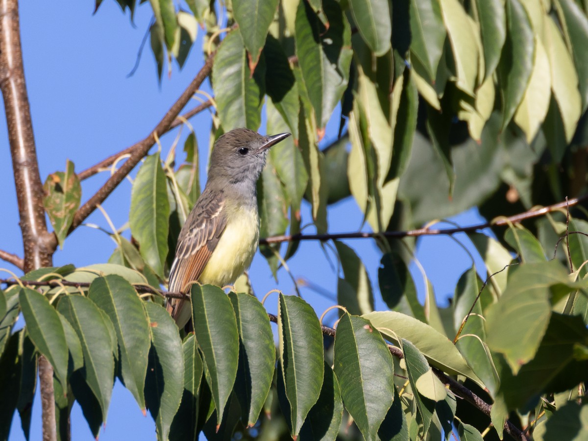 Great Crested Flycatcher - ML630183193